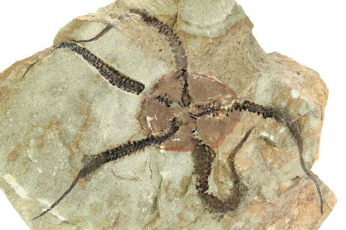 Detailed Ordovician Brittle Star (Ophiura) - Morocco #350479